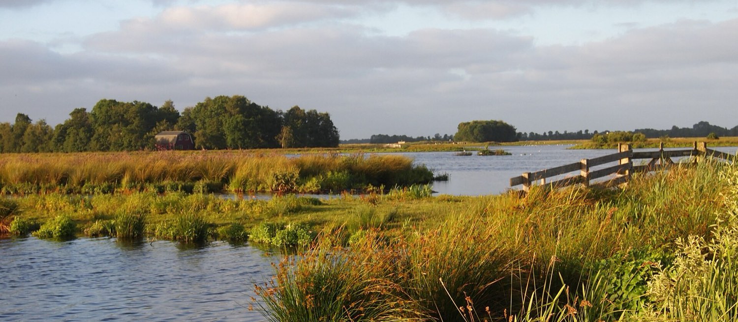 Wetlands van Nationaal Park De Alde Feanen: stil water, rieteilanden en een bomenrij onder een wijde avondlucht — laag land met een lange horizon.