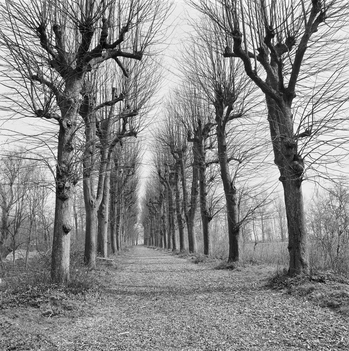 De lindelaan van Dekema State in Jelsum: een symmetrische laan van oude bomen die in de mist naar een verdwijnpunt loopt, in zwart-wit.